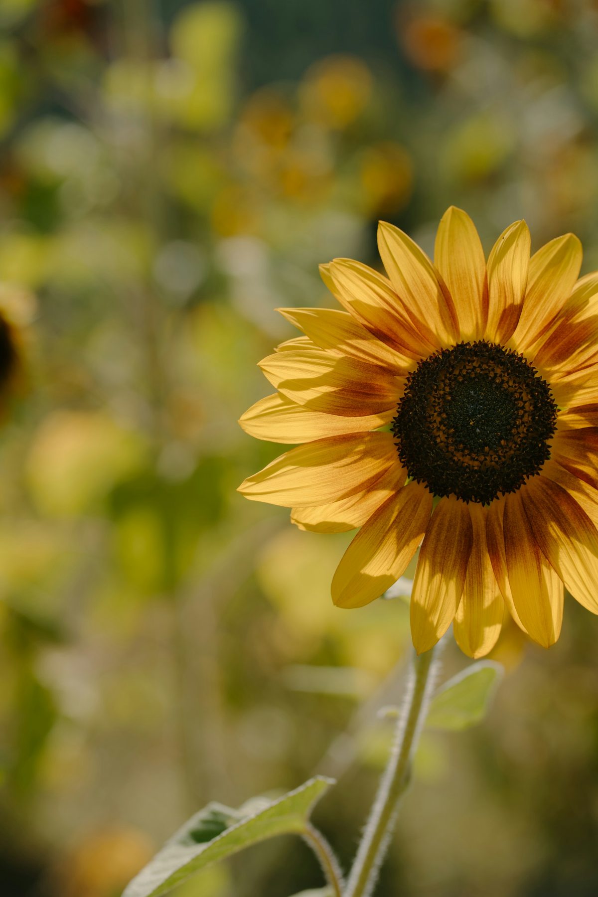 Sonnenblume in warmem Abendlicht
